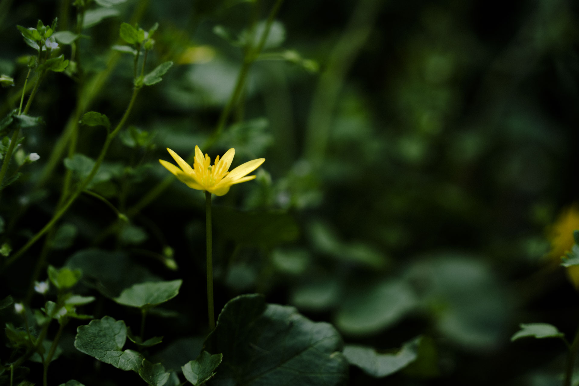 Scharbockskraut, Fotografin Augsburg Dinkelscherben Bayern Krumbach