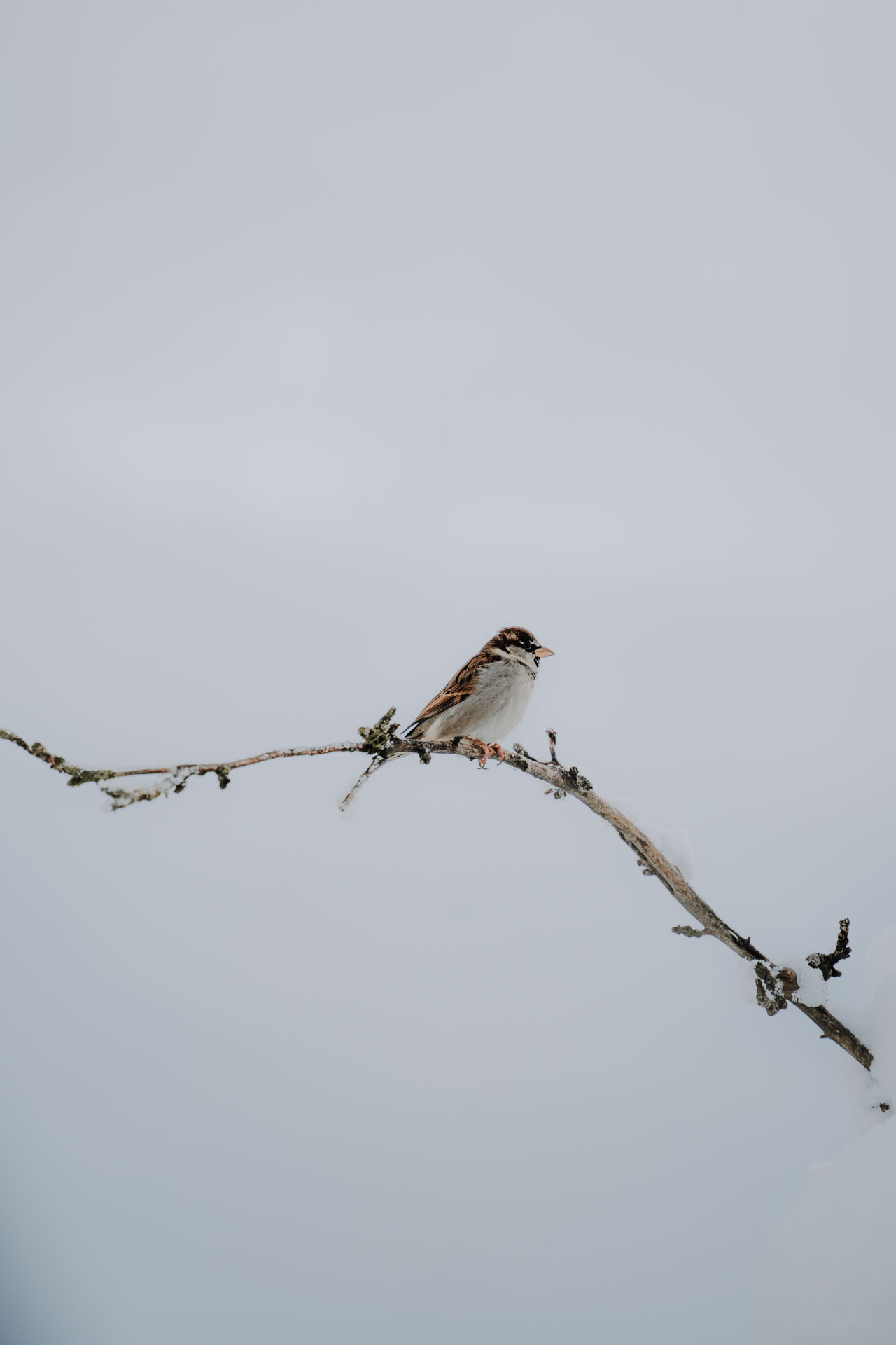 Ein Spatz auf einem Ast, das Foto ist im Rahmen der Naturfotografie in Augsburg entstanden