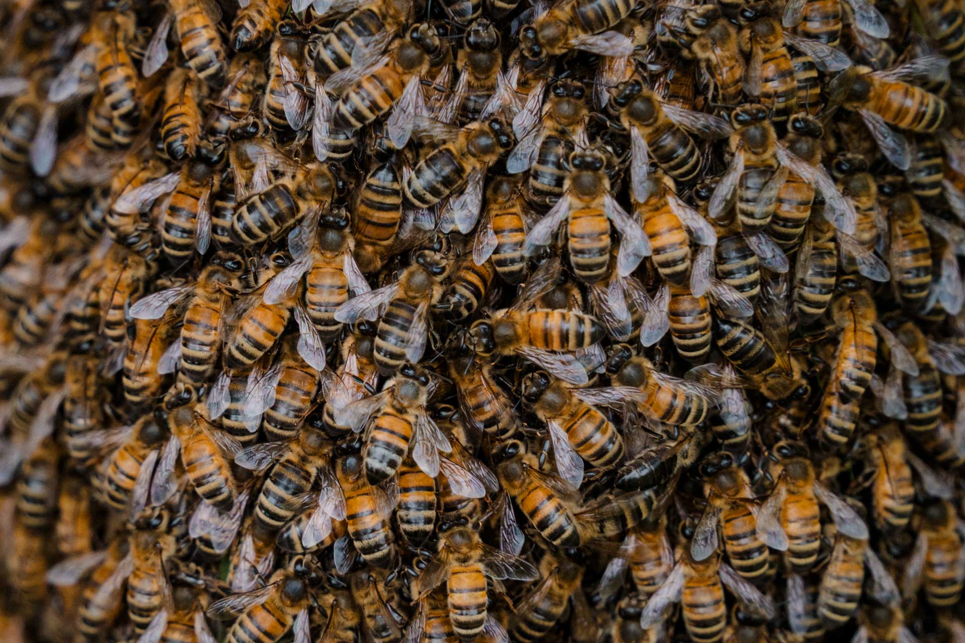 das gesamte Bild ist voller Bienen, ein Portrait eines entflohenen Bienenvolks