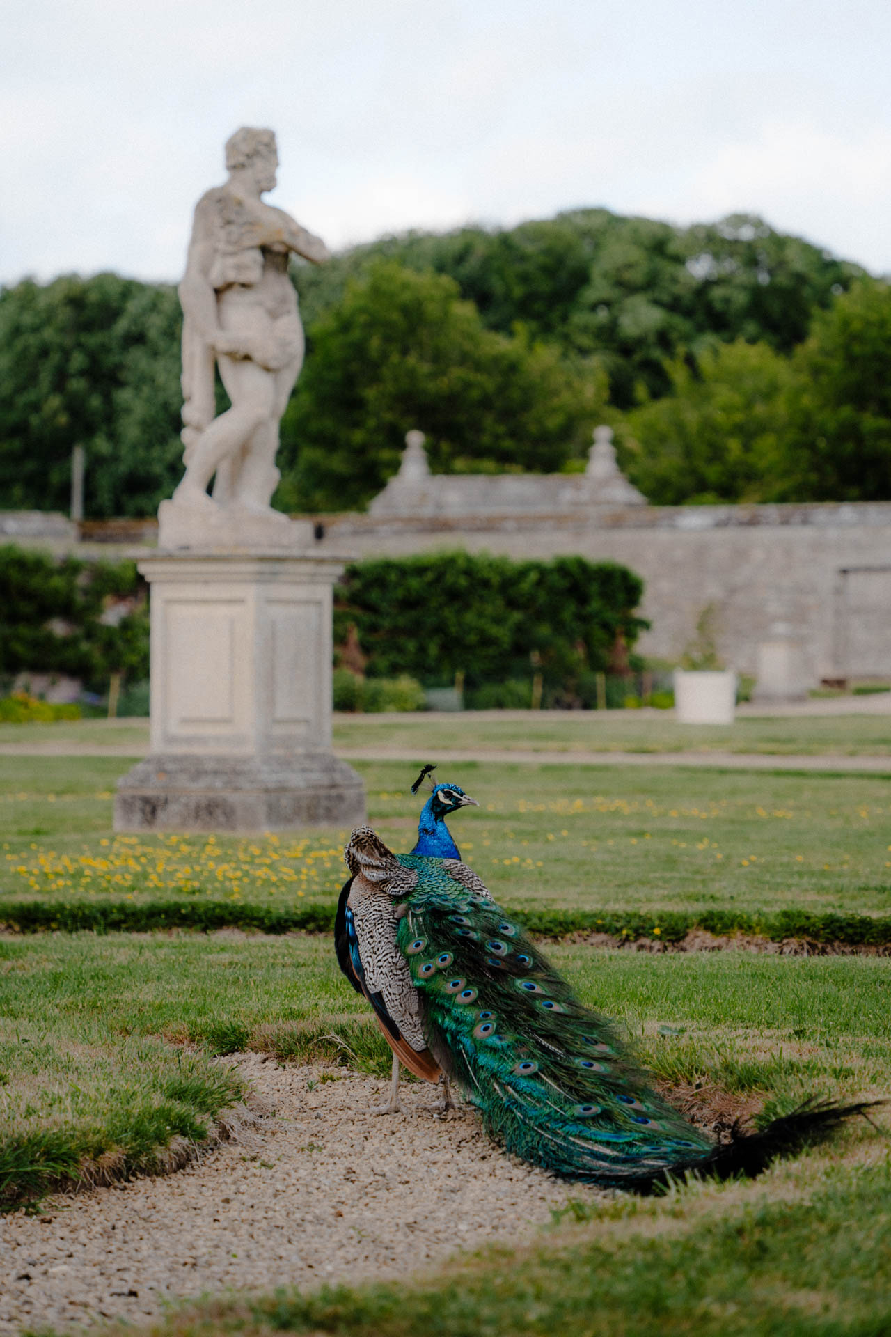 Ein Pfau vor einer Statue eines Schlosses von English Heritage, das Foto ist im Rahmen der Museumsfotografie entstanden