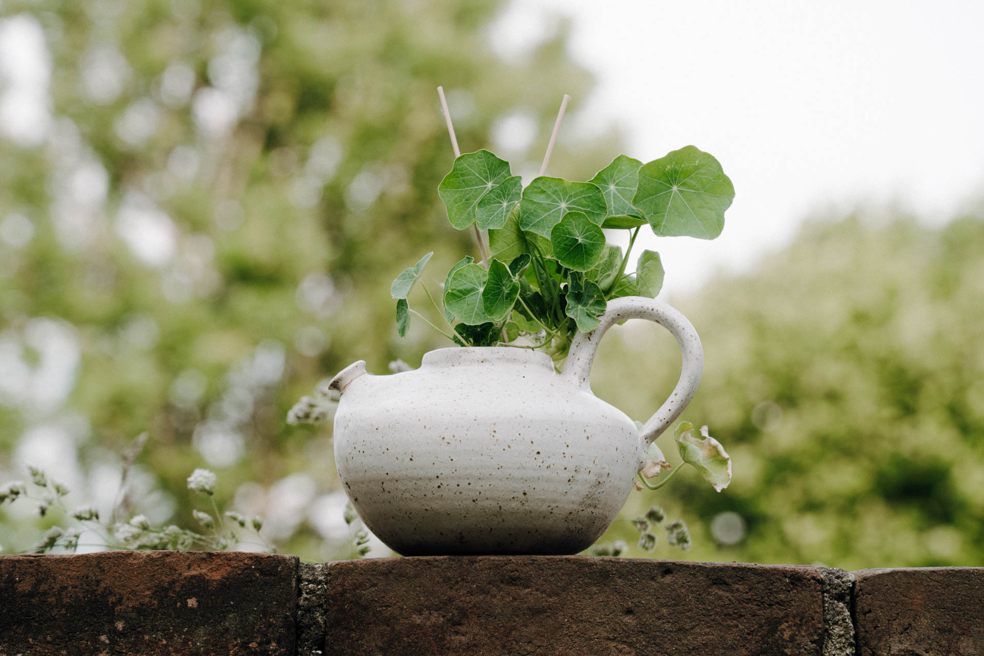 Kapuzinerkresse in einer Kanne, das Foto ist im Rahmen der Interior/Exterior Fotografie entstanden