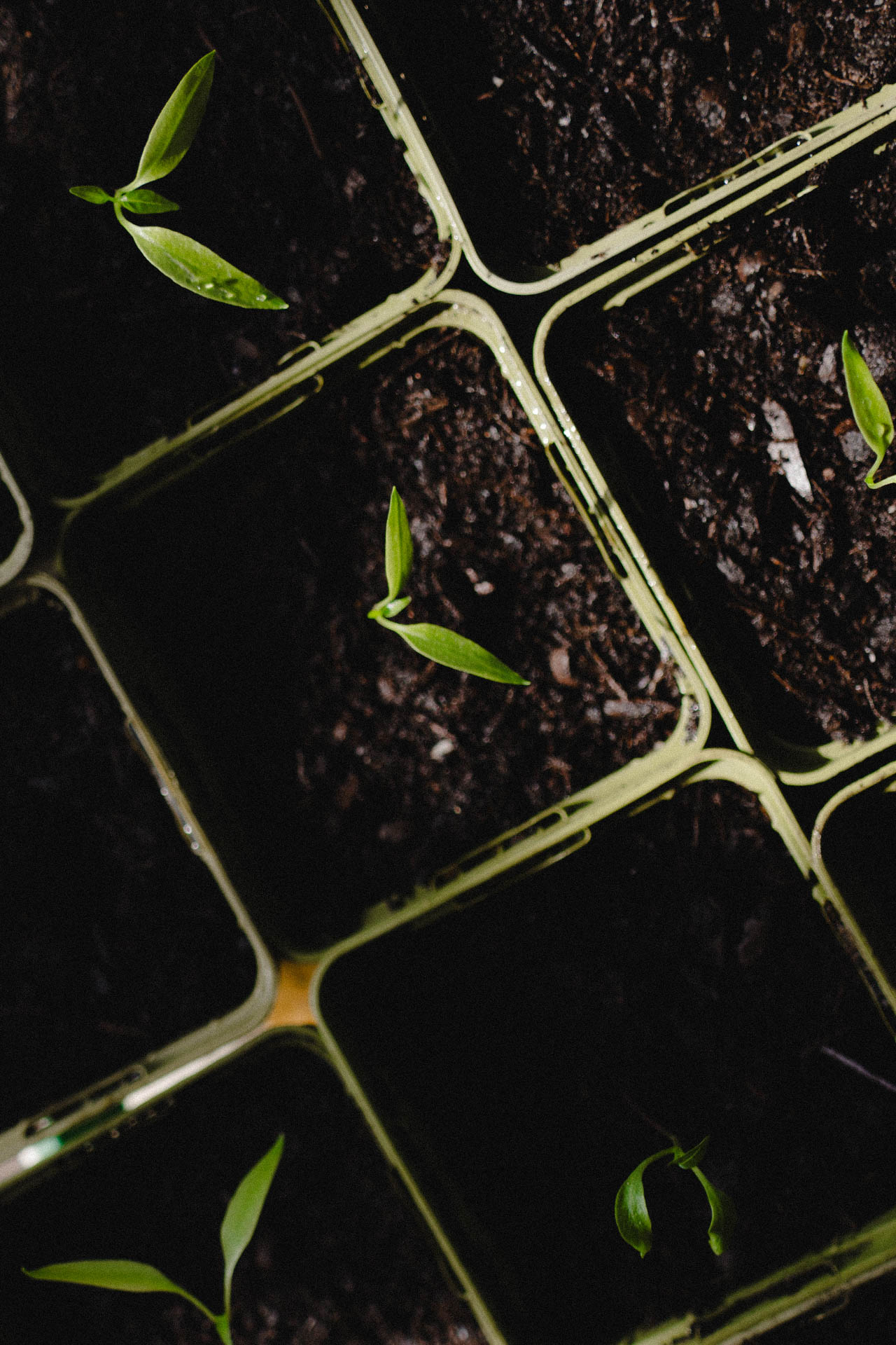 Eine Nahaufnahme der ersten Aussaat des Jahres, das Foto ist im Rahmen einer Lifestyle Editorial Fotostrecke für Magazine entstanden