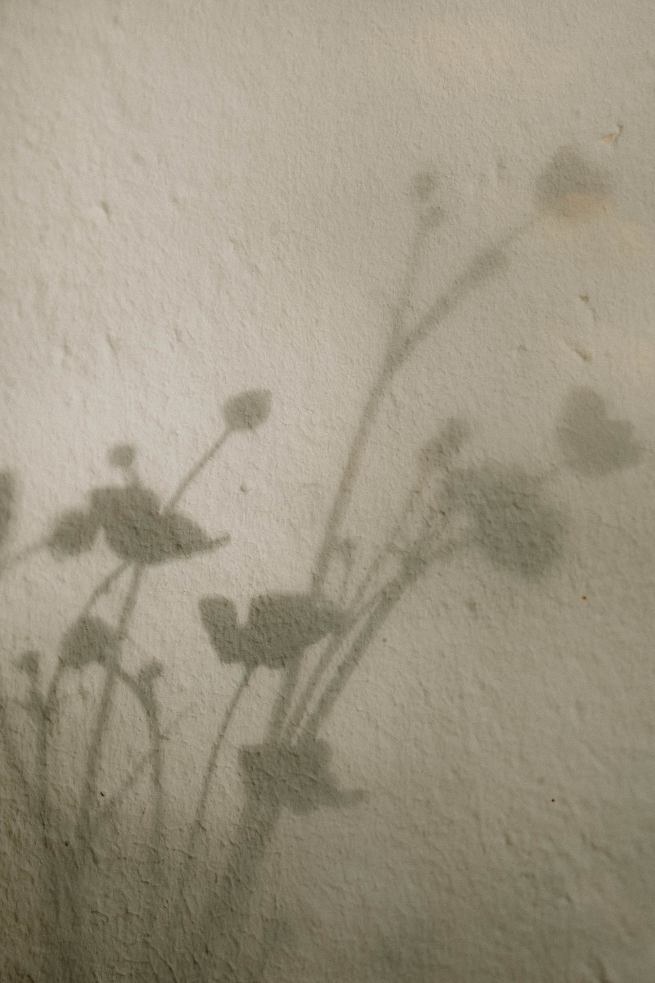 Der Schatten eines Strauß Butterblumen, das Foto ist im Rahmen einer Lifestyle Editorial Fotostrecke für Magazine entstanden