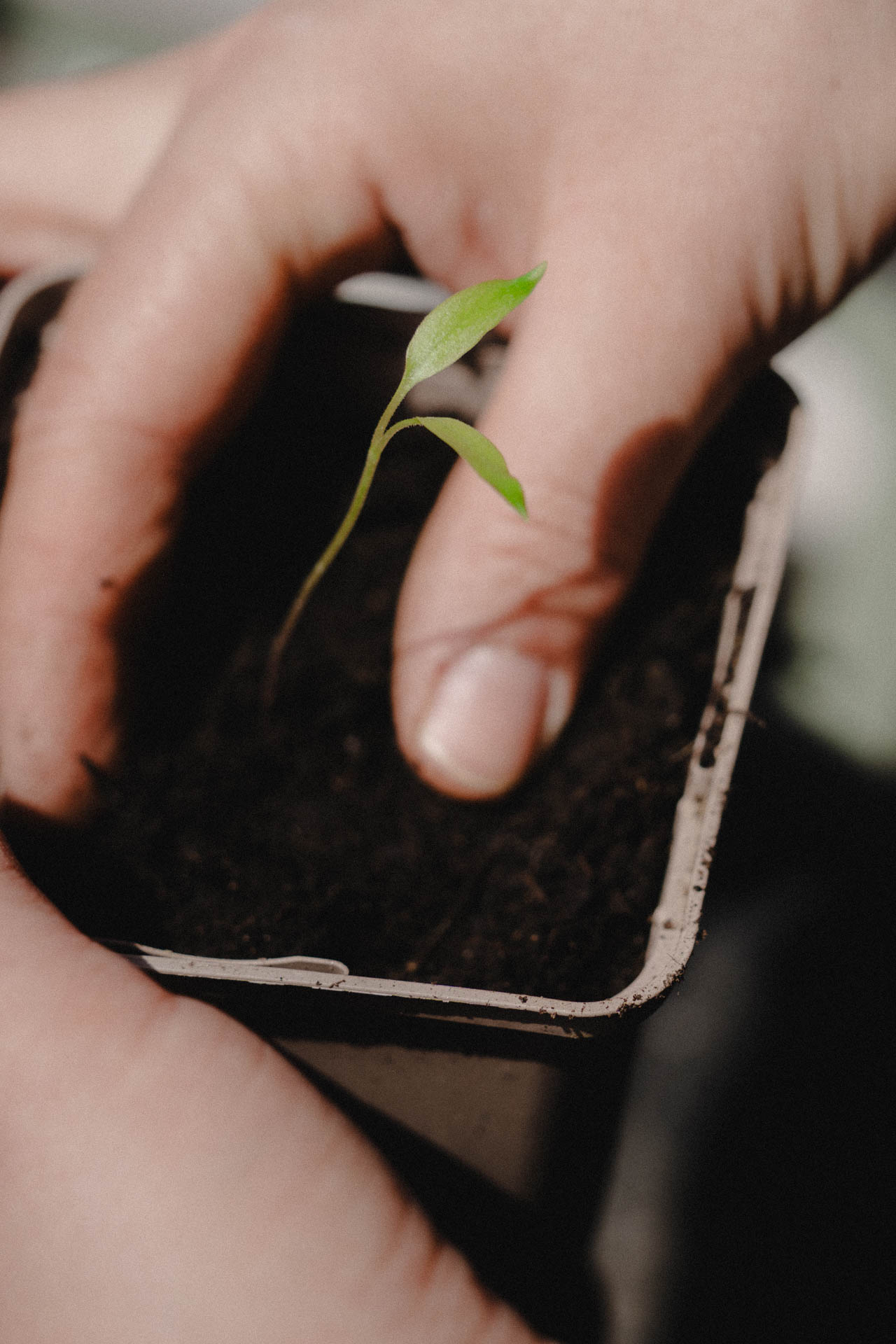 Eine Nahaufnahme der ersten Aussaat des Jahres, das Foto ist im Rahmen einer Lifestyle Editorial Fotostrecke für Magazine entstanden
