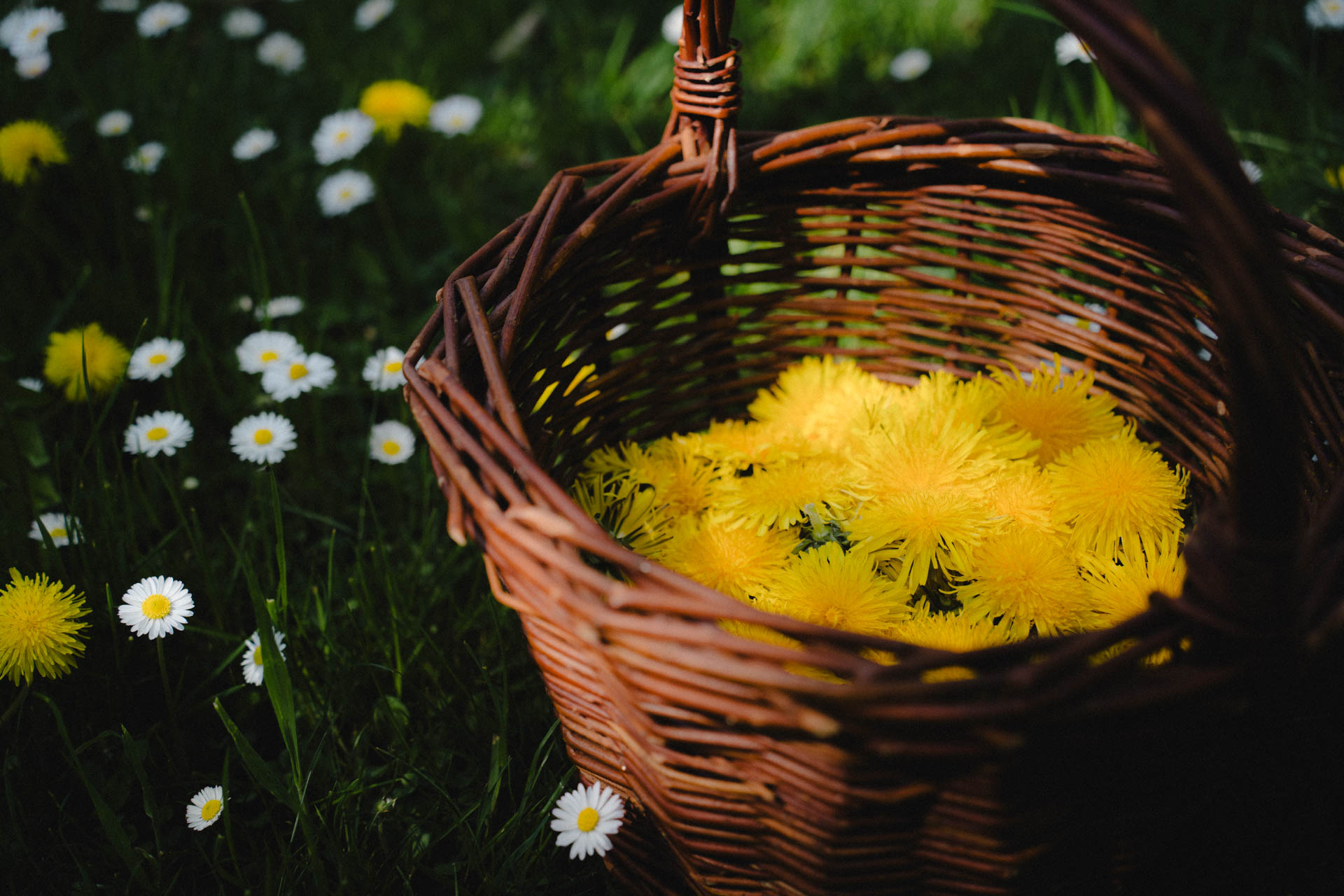 Ein voller Korb Löwenzahnblüten, das Foto ist im Rahmen einer Lifestyle Editorial Fotostrecke für Magazine entstanden