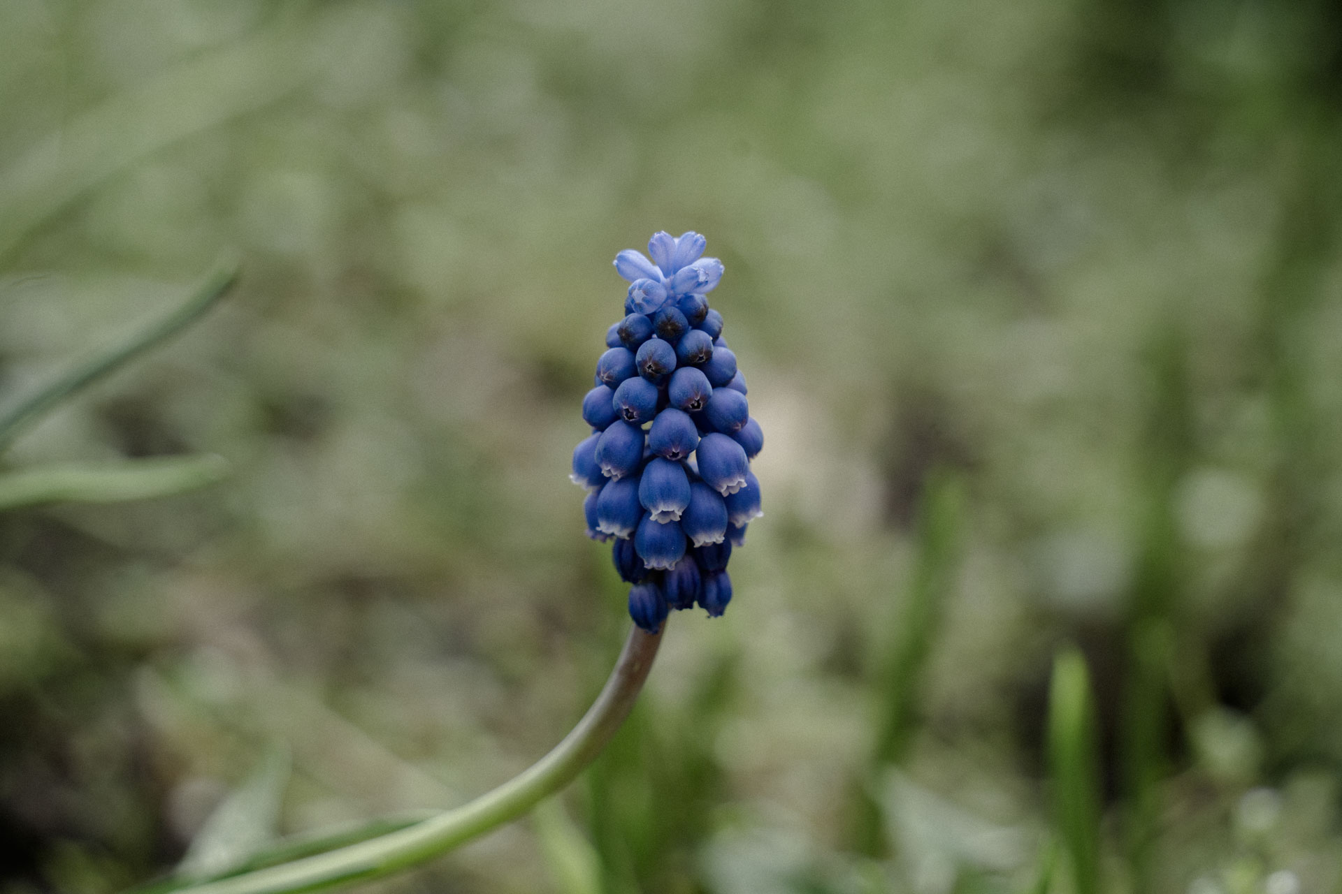 Foto einer Traubenhyazinthe